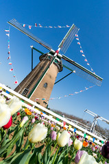 オランダ風車とチューリップ - 68142650
