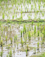 Rice planted in the field
