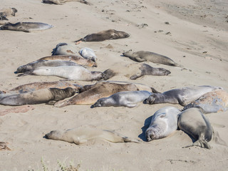 elephant seal