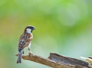 House Sparrow male on nature background ,thailand
