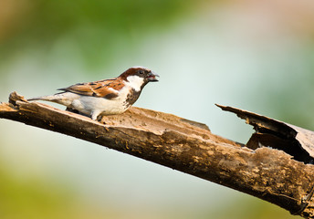 House Sparrow male on nature background ,thailand