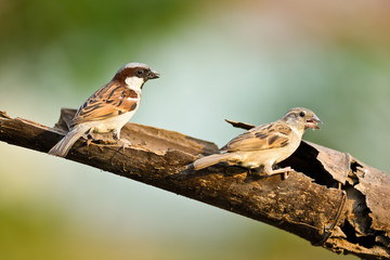House Sparrow  on nature background ,thailand
