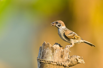 Eurasian Tree-Sparrow on nature background