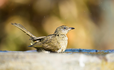 streak eared bulbul bathing , thailand