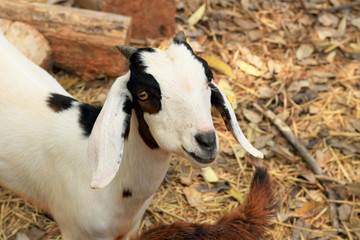 Close-up goat in the farm