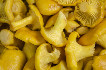 Chanterelle mushrooms