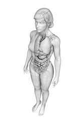 Fototapeta na wymiar Digestive system of female anatomy