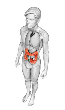 Male large intestine anatomy
