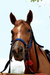 Obraz premium Horses on a farm