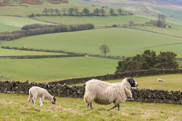 Fototapeta premium ewe with lamb grazing on slope in Northumberland