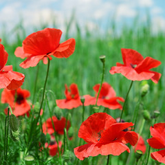 red poppies on green meadow