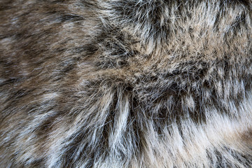 Fur detail