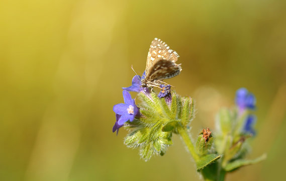 Beautiful wildflower blossom in the field