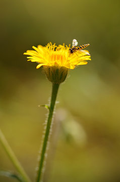 Bee collecting honey on dandelion