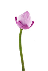 lotus flower isolated on white