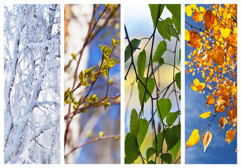 Birch tree and foliage at different times of year. Сollage