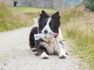 Border collie sheepdog waiting