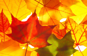 Naklejka na ściany i meble colorful maple leaves