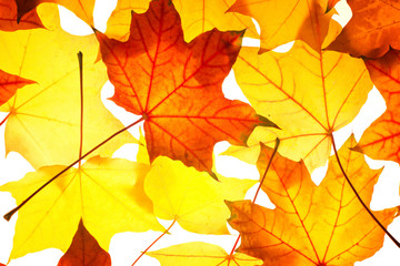 Fototapeta na wymiar pattern of maple foliage