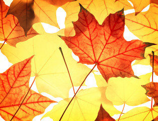 pattern from  maple foliage