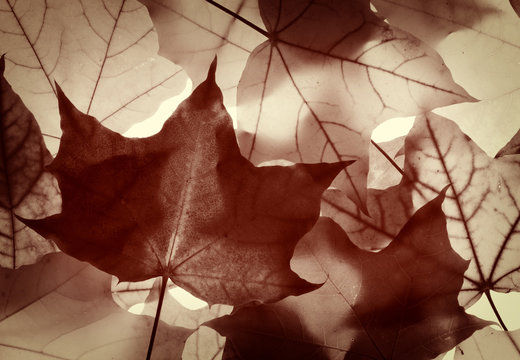 pattern from monochrome   maple leaves