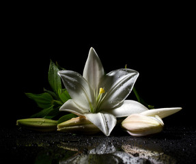 Obraz na płótnie Canvas lily flower