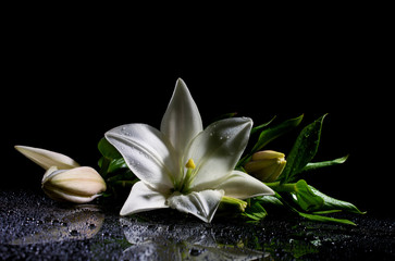 Fototapeta na wymiar freshness lily with buds