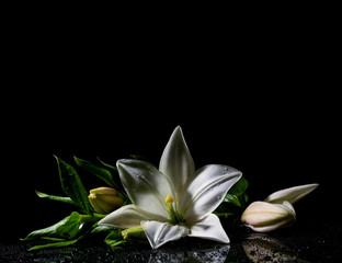 still life with white lily