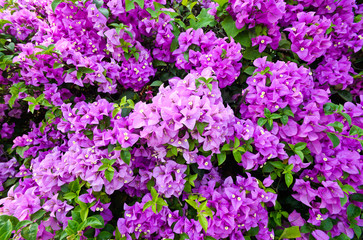 Fototapeta premium colorful pink bougainvillea in garden