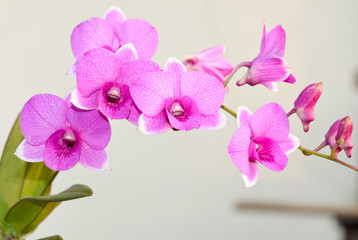 purple orchid close up , thailand