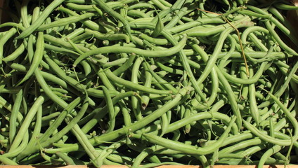 Haricots vert