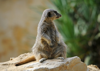 Suricate