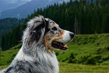 Australian Shepherd