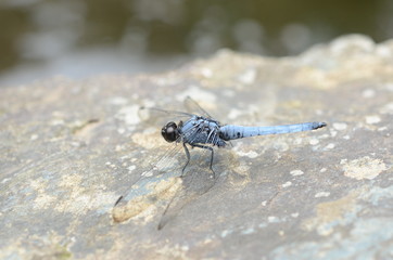 しおからとんぼ