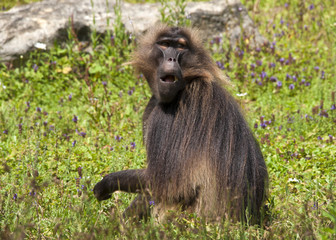 Singe gelada