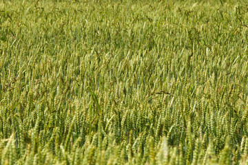 Wheat field