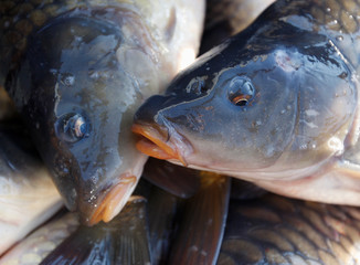 Lots of carp fish in the water
