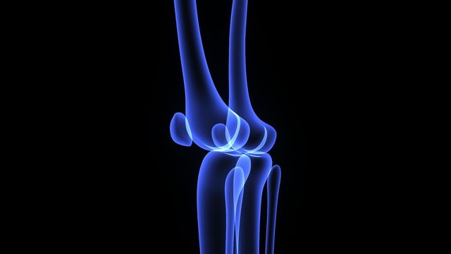 Knee Joints