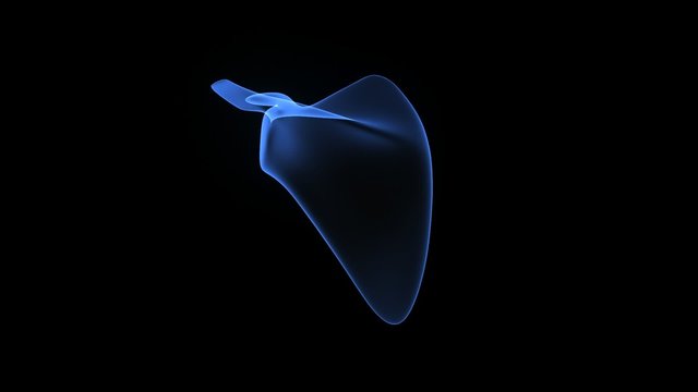 SCAPULA