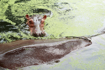 Hippo portrait in the nature