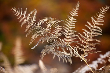 the autumnal impression - dry leaves of the fern