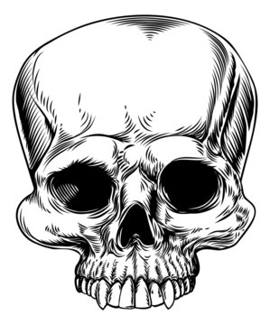 Skull drawing