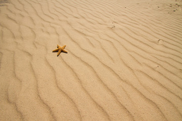 starfish on sand