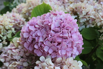 hydrangea