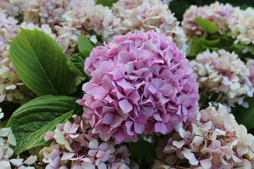 hydrangea