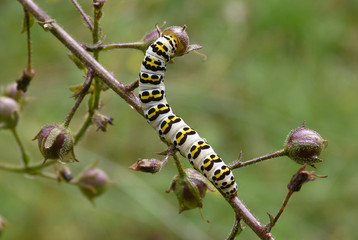 il bruco