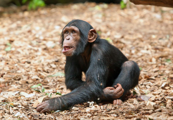 small chimpanzee in the zoo