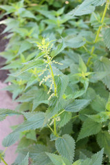 Nettle