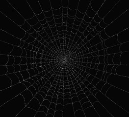 Spider Web with Dew Drops. 3D render