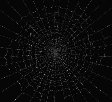 Spider Web with Dew Drops. 3D render
